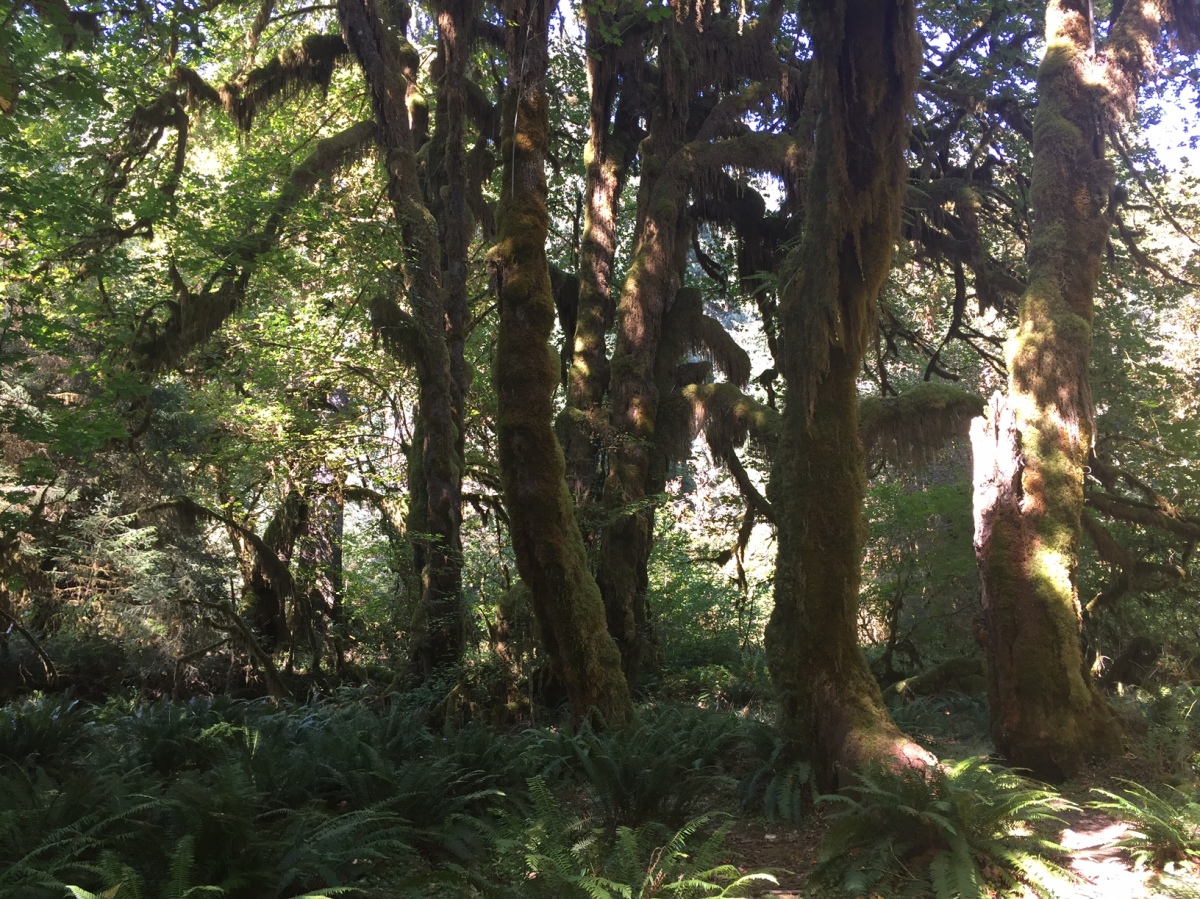 Sunday Hikes:  The Cannibalistic Trees of Olympic National Park and the Roosevelt Elk who live among them.