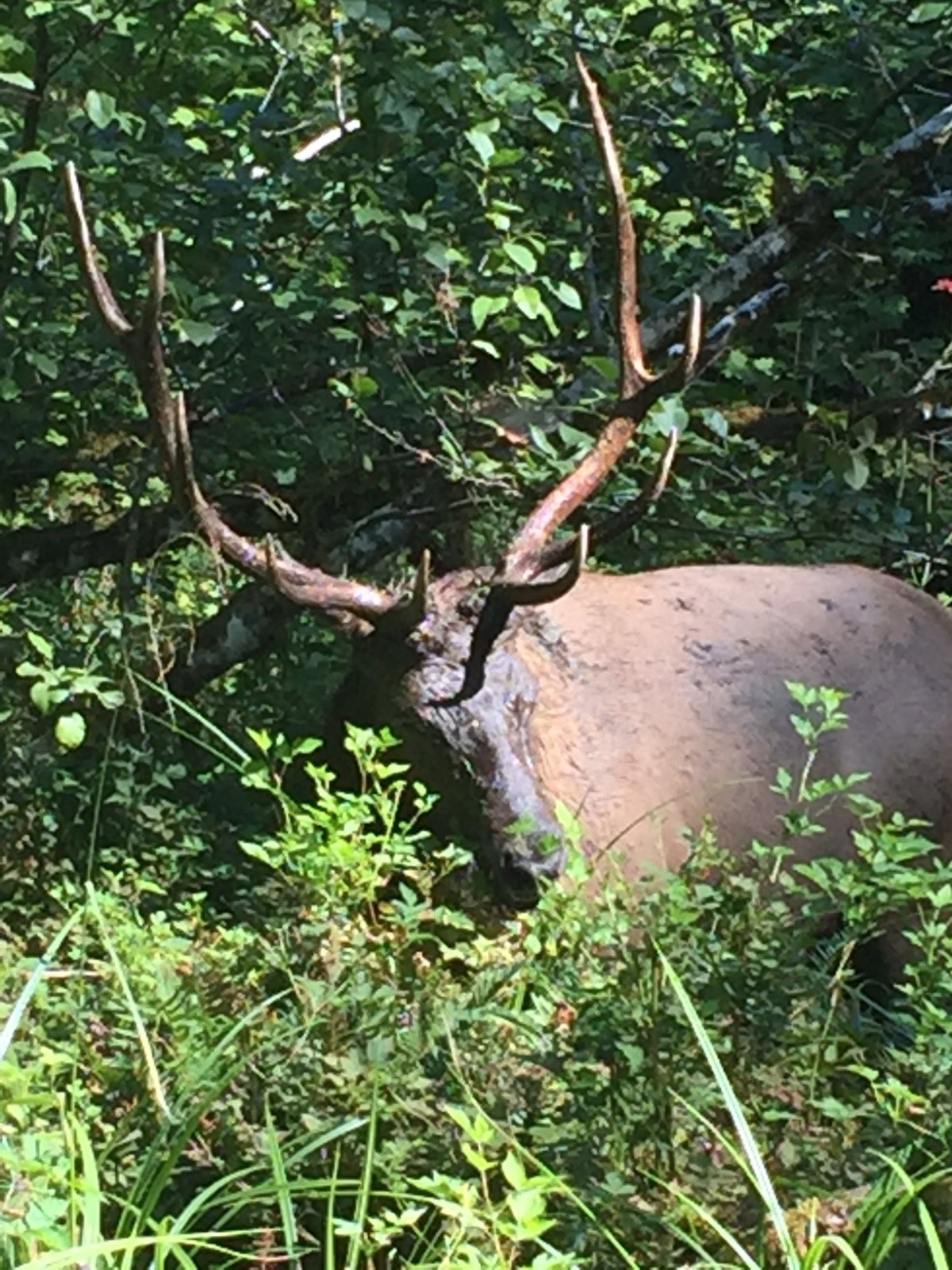 Friday Favorites:  Roosevelt Elk and Other National Park Wildlife
